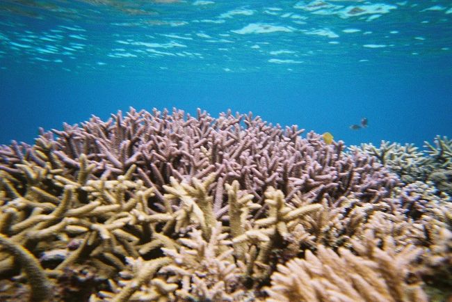 ウルトラ先得で一月にチケットを押さえていた沖縄旅行だが、台風の影響で予定を変更しまくり。でも、本来は予定なしで日々動くのが八重山旅行の旅のスタイルでもあったりします。<br />今回は、石垣島、竹富島、西表島、鳩間島をめぐりました。20年ぶりの八重山はすっかり様変わりしていました。<br /><br />旅行記の詳細は以下もご覧ください。<br />http://rokumaru.main.jp/okinawa/travelogue/19/stxtj01.html