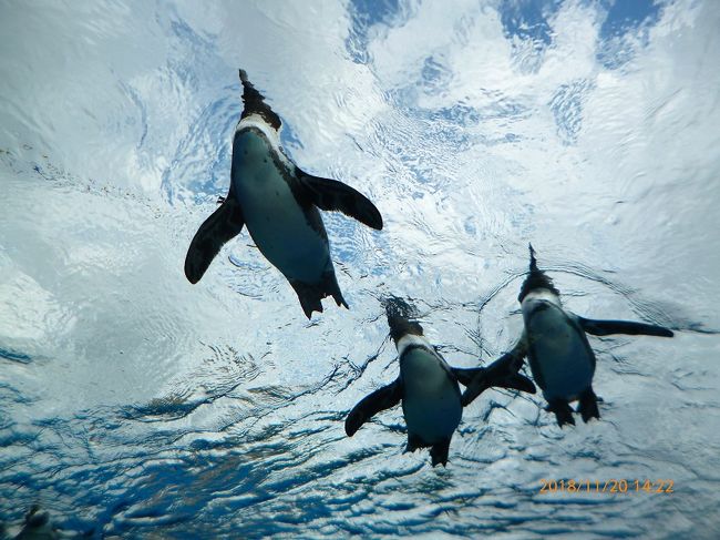 ある日、テレビで「空飛ぶペンギン」を見ました。そこは「池袋サンシャイン水族館」。今回の東京観光でようやく思いを果たせ感動！