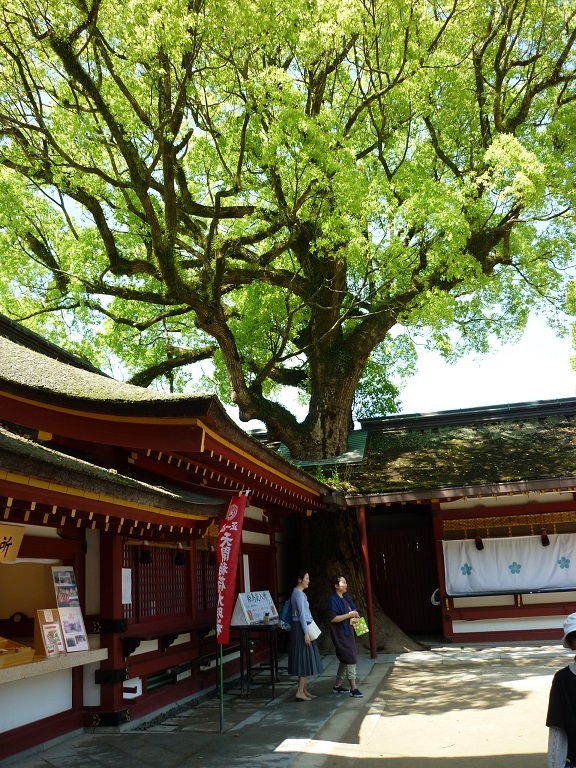 初夏の太宰府天満宮も新緑が映えて美しい。<br />一年を通じて魅力ある神社です。