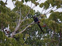 ブラジルの大湿原パンタナールで野鳥、動物観察！最初のロッジPouso Alegre周辺は野鳥の宝庫！