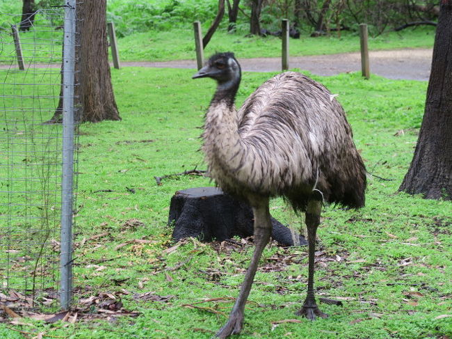 オーストラリア旅行２０１９の第２目的地グランピアンズ国立公園へ行くためにジーロング→グレートオーシャンロード→ウォーナンブール（泊）→ダンケルドとドライブしました。<br /><br />泊まったウォーナンブールはホエールウォッチングで有名のようで、これで2回目になります。<br />が、今回もクジラ先生を見ることは敵わず！しかも結構な雨（前回も）　あぁついていない～<br /><br />でも約４時間ほどのドライブはとてもリラックスできてよかったですねー！