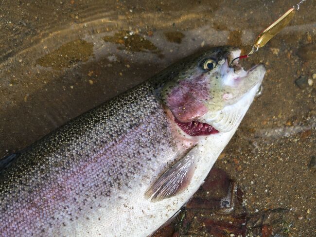 （写真は湯ノ湖のニジマス/45cm）<br /><br />今年のヒメマスの遡上は未だか？<br /><br />　年に4度ほど奥日光を訪ねるのですが、今年は東欧旅行や天気の具合でなかなか行けず、初めての訪問になりました。紅葉に先だってヒメマスの紅様（遡上）が見られるのですが、今年はまだ先か、あるいは遡上なしか、地獄沢には二匹だけが元気に泳いでおりました。<br /><br />　・見せませぬチョットだけよと秋の色<br /><br />　・夏恋し忘れじの道また辿る<br /><br />　・赤トンボ風に揺られてホバリング<br /><br />　・一億ほどを寄付してみたし年の暮れ<br /><br />※昨年のヒメマス遡上の様子<br />　https://4travel.jp/travelogue/11404182