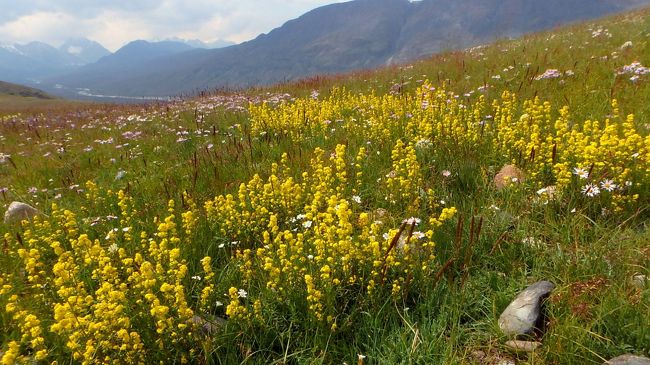 　アルタイ山脈トレッキングの4日目、トゥバ人が聖山と仰ぐシベート・ハイルハン山麓の花園をめぐるトレッキングに出かけました。<br />　この日は曇りがちで時たま小雨の降る悪条件でしたが、予定通りのコースを廻ることになりました。まずツァガーン渓谷のテント場から専用車でトゥバ人のゲルを訪問したあと、徒歩で山麓の高原地帯を歩き、別の谷の岩場にある岩絵を見学して戻りました。<br />　私自身は岩絵にはあまり興味が無かったのですが、スケールの大きなお花畑を堪能することができて大満足。<br />　ちなみに、ここにある岩絵は、バヤン・ウルギー県内の他の2箇所と合わせて2011年に世界文化遺産に登録されているとのことです。紀元前11000年から9世紀までの12000年にわたるもので、それぞれの時代の生活様式や環境、古いものでは絶滅したマンモスなどが描かれているとのことでした。もっとも、素人の私には、どれがマンモスなのか、あるいはひょっとして、最近誰かが落書きしたものなのかは全く区別がつきませんでした。ま、柵も金網もない自然の岩場のままの岩絵がこれから1万年先までずっと保たれることを願うばかりです。<br />　岩絵見学のあとはほぼ同じ道を2時間ほどかけて戻りました。幸い、雨はまもなく止み、いっとき日が射すまでに回復しました。 咲いている花は往路と同じですが、日が射した時にはより鮮やかに見えました。<br />　ツァガーン渓谷を流れる川はホワイトリバーと呼ばれており、実際、氷河から溶け出した水のため白く濁っていました。翌日の朝、1時間半ほどの自由時間を利用して、ホワイトリバーの川下にある赤紫色のお花畑に行ってみました。 前日のトレッキングの際、川の中州や川岸に群生しているのが見えたので、何の花か確かめようと思った次第です。 近づいてみたところ、ヤナギランの花によく似ていましたが、葉っぱの形は比較的短く、葉っぱが細長いヤナギランとは違うように見えました。また、ホワイトリバーの川岸には白っぽいセメントのような泥が堆積しており、これらが流されることで川の水全体が白くなっていることが確認できました。