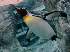 オジサンになってから、やっと来れた、あの「旭川」にある『旭山・動物園』（空とぶペンギン編／旭川市／北海道）#5