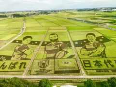 行田の田んぼアートを見に行く（古代蓮の里）