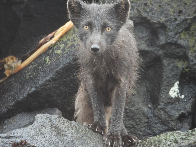 2019年6月27日から7月7日の11日間、ロシアの中千島へ海鳥観察のクルーズツアーに参加しました。<br /><br />本旅行記はツアー６日目（乗船４日目）<br />朝、ヤンキチャ島の暮田湾でゴムボートにてエトロフ・シラヒゲウミスズメの出勤を観察し<br />その後スレドネワ岩礁へ行きゴムボートにてキタオットセイとトドの観察<br />ヤンキチャ島に戻り暮田湾に入り温泉に入湯後に、エトロフウミスズメの帰巣を観察