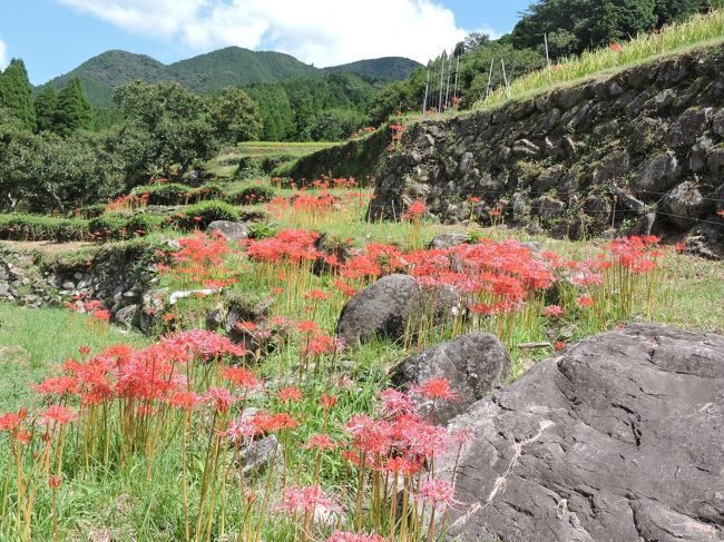 9月17日（火）天気　晴れ<br />この時期によく新聞記事などにも出ていたので一度は訪ねてみたいと思っていた番所の棚田へ行ってきた。町村合併で今は山鹿市になっている。以前は鹿本郡菊鹿町番所であった。熊本県と大分県の県境にあるところで、この奥には矢谷渓谷があり夏はにぎわうところである。また天然記念物のアイラトビカズラが春には花をつける。相良寺もある。<br /><br />　9：30自宅出発→国道57号線→県道菊池線→国道325号線→県道9号線→10：30番所到着（写真撮影で棚田の一番上まで歩く）<br />１2：00番所出発→県道9号線（日田鹿本線）→県道37号線→須屋→楠団地→13：20自宅<br />約80㎞のドライブ。<br /><br />