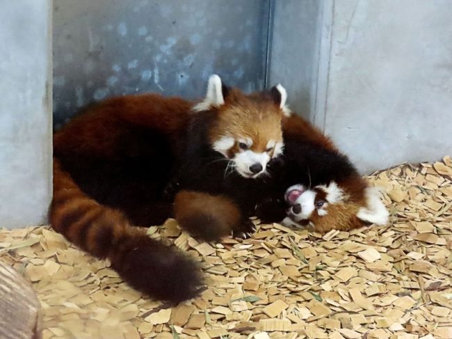 一昨日の東北サファリパークからいよいよ始まった2019年生まれの仔パンダ遠征・・・今日はまずは静岡市日本平動物園、そして、もし、可能ならば浜松市動物園をハシゴしたいと考えています。<br /><br />静岡市日本平動物園は今年、ホーマーちゃんが来日後3度目の出産となりました。<br />特筆すべきは彼女が日本で産んだ3匹のお父さんは全員違うことで、今年はついに日本平の若手のホープである縞縞(ガオガオ)君の子供を世に送り出してくれました!!<br />ざっくり言ってホーマーちゃんには1/4、縞縞君には1/2の海外の血が入っているので(ホーマーちゃんはアメリカ生まれですが、彼女の祖父母のうちの3匹は日本出身なんです)、新しい血統とはなかなか言いづらいところもありますが、今年生まれのおチビちゃんは血統の多様性のキーパーソン(キー小熊猫)になってくれる存在なのは間違いないと思います。<br /><br />そして、浜松市動物園では風太家のチイタ君が11歳にしてついに!!やっと!!パパになってくれました!!<br />そして、初産で子育ても見事にこなしている奥様がアドベンからお嫁入りして来たライラちゃんとシンシン君の娘さんのキララちゃん!!<br />浜松の双子ちゃんは、祖父母が日本平、茶臼山、西山、円山と日本を代表する有名レッサーパンダ飼育園で固められた、いわば日本中のファンの孫的存在なのです。<br /><br />今日は午後から天候が崩れるとの予報ですので、朝一番に日本平動物園に行き、もし、首尾よくおチビちゃんに会えた場合にのみ浜松市動物園に転進するつもりです。<br />さてさて、どうなることやら・・・乞うご期待。<br /><br /><br />これまでのレッサーパンダ旅行記はこちらからどうぞ→http://4travel.jp/travelogue/10652280