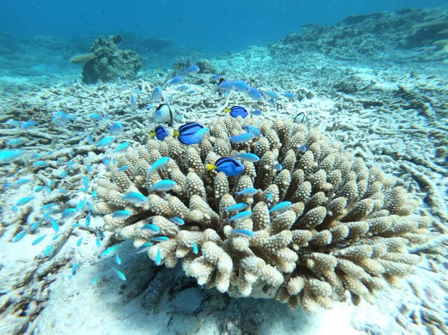 宮古島旅行の3日目です。<br />午前中は八重干潮のシュノーケリングツアーに参加した後、池間島のカフェでランチを堪能、宮古島のホテルに戻った後は、同時期に宮古島旅行している会社の後輩家族と合流してバーベキューディナーでした。<br /><br />シュノーケルツアーは八重干潮マリンハートさんで予約。<br />ランチ無しで午前中（12時半）で終わるプランが良かったので選びました。