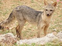ブラジル・パンタナールで野鳥、動物観察！２番目のロッジEstancia Vitoriaでは乗馬で散歩も