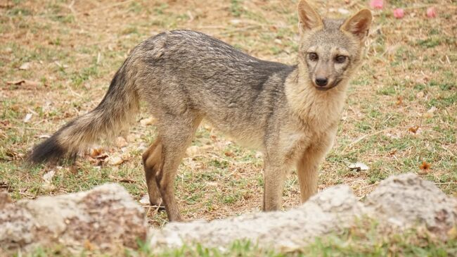 ２カ所目のロッジはEstancia Vitoria。ここでは馬に乗って広大な敷地を散歩できます。<br />１カ所目、３カ所目のロッジに比べると全体的に乾燥した印象の場所に立地しています。数年前にオーナーが変わったそうで、敷地内の動物野鳥の為の水場の整備などもこれからの様でした。出会った動物野鳥は他と比べて少ないですが、遠距離ではありましたが極めて珍しいTayra(イタチの近縁らしいが１族１種）を見る事が出来ました。<br /><br />