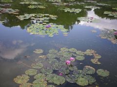 秋の花咲く京都府立植物園散歩2019