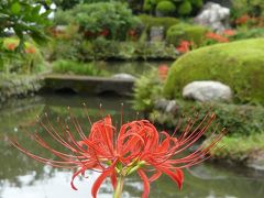 「常楽寺」の彼岸花_2019（3）_やっと、咲き始めました（群馬県・太田市）