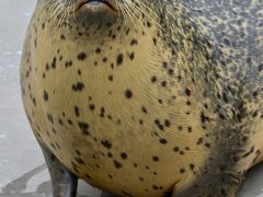 オジサンになってから、やっと来れた、あの「旭川」にある『旭山・動物園』（アザラシ館編／旭川市／北海道）#7