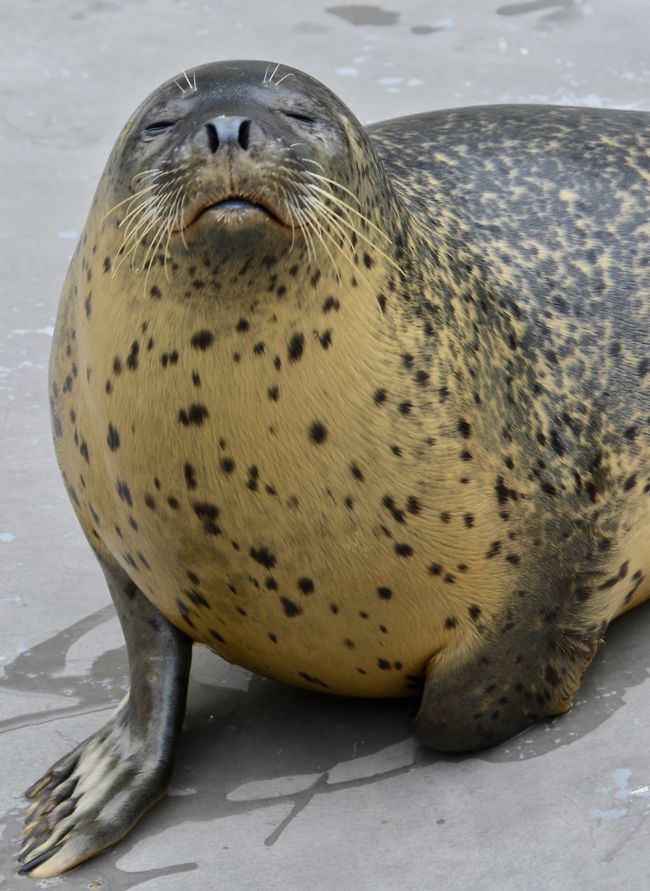 オジサンになってから、やっと来れた、あの「旭川」にある『旭山・動物園』（アザラシ館編／旭川市／北海道）#7