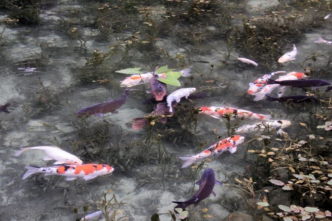 ■ 名もなき池（通称モネの池）に行って来ました。<br />岐阜県関市板取、根道神社の鳥居脇にあるこの池はモネの池に似ていることから口コミで広く知れ渡りました。<br />睡蓮が浮かぶ池の中を優雅に泳ぐ姿は正にモネの「睡蓮」のようです。<br />今日も多くの見物客で賑わっています。<br /><br />■ 見学の帰路、板取川の鮎料理を堪能。その後武芸川温泉に立ち寄り、天然温泉と岩盤浴で体を癒してきました。