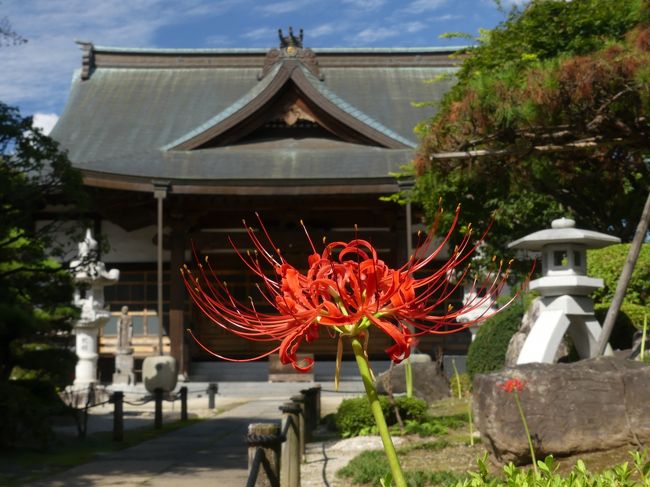 「恩林寺」のヒガンバナ_2019_咲き始めました。開花1～2割です。（群馬県・邑楽町）