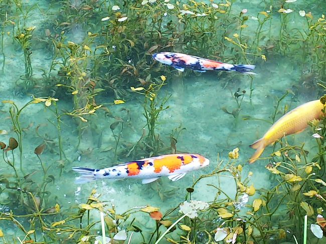 早朝出発し、モネの池を見た後に流しそうめんの元祖？のお店でランチ。<br />日本の滝１００選のひとつ阿弥陀ヶ滝を見たあとは、日本海と太平洋に流れ込む川に別れる分水嶺公園へと移動。合間にはジェラートや天然アユの塩焼きを楽しんだりと食べることも怠りなく、岐阜の見所の多さにビックリです。