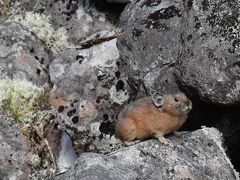 然別の風穴地帯に生息するエゾナキウサギ～とかち鹿追ジオパークとの出会い～（帯広）