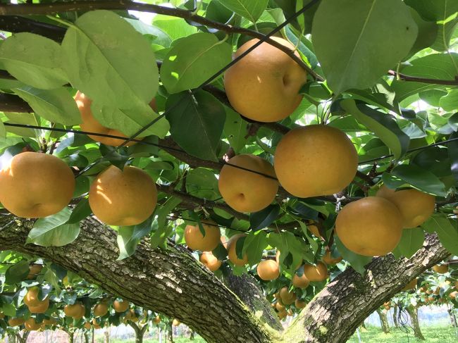 バスツアーで「梨狩り、栗拾い、巨峰狩り」と茨城の秋の味覚を満喫してきました。<br /><br />那珂湊の海鮮レストランや、ひたちなか市の焼き芋工場直売所などにも行けてとても楽しかったです。<br /><br />*かすみがうら市で「梨狩り、栗拾い、巨峰狩り」<br />*小美玉市の希望ヶ丘公園でコスモス畑を散策<br />*那珂湊のヤマサ水産2階「和風レストラン やまさ」で握りずしとあさりの味噌汁の昼食、そのあとは海産物の買い物<br />*ひたちなか市の焼き芋工場直売所で試食と買い物<br />*トイレ休憩は往復とも守谷サービスエリア<br /><br />朝から気持ちの良い晴天に恵まれて、とても楽しい一日でした。<br /><br />