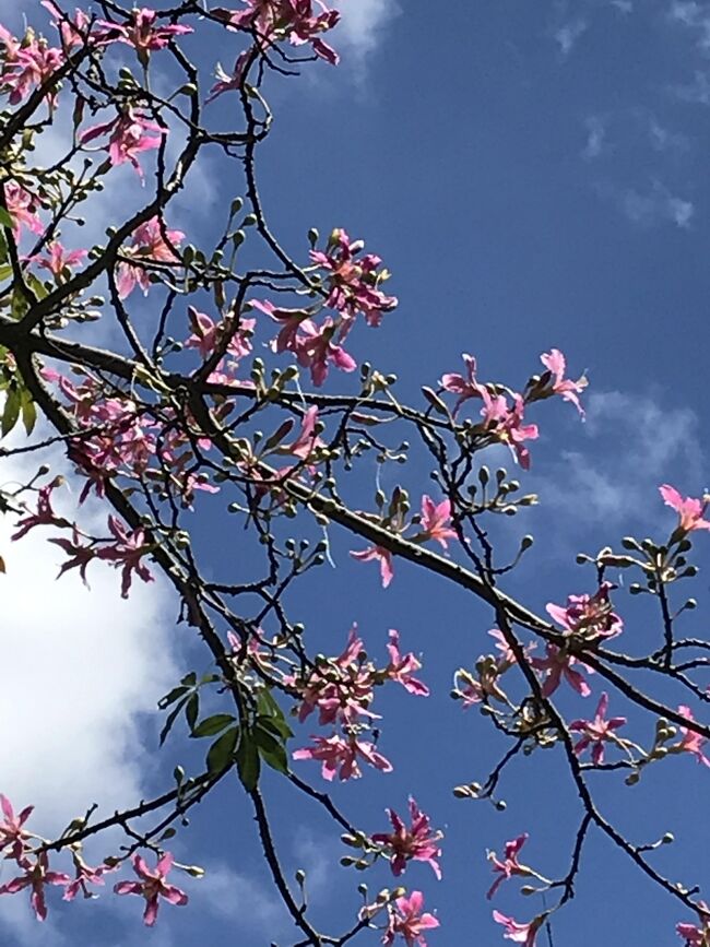 2019夏。やっぱり台湾へ！　4日目は街歩き。