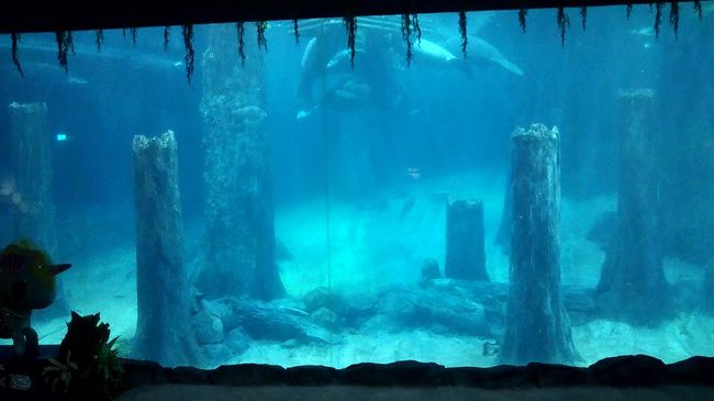 実は2度目のシンガポール旅行。でも20年近く前の話なので殆ど覚えていないという・・・・・。<br />往復深夜便利用で2泊5日、実質シンガポール滞在日数3日の中で娘と私の共通の行きたい場所優先で回ります。<br />