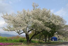 2018春、岡山の日本百名城(11/13)：津山城(3)：多門櫓、備中櫓、七番門、涼櫓、天守台