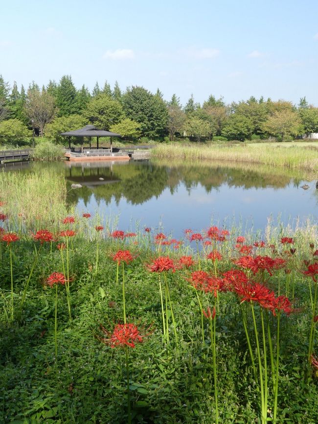栃木県の「みかも山公園」、佐野市側にある「万葉公園」に、ヒガンバナを見に行ってきました。<br />ホームページに彼岸花の開花情報があり、「２０１９年９月２５日（水）撮影　少しずつ開花しています！見頃はもう少しです。（佐野市観光協会）」とのことでした。しかし今朝、気象予報士の太田景子さんが「秋晴れは今日まで」と言っていたので、「もう少し」を待たずに出かけました。<br />「万葉庭園」のヒガンバナは、西側にある調整池の南西側土手とその周辺に咲いており、さほそ広いエリアではありません。且つ、北向きの斜面なので、陽がうまく当たりません。<br />この日（９月２７日）の咲き具合は、３割くらいの開花でした。