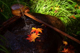 京都・嵯峨野のお気に入りの源光庵、祇王寺、二尊院へ秋の散策
