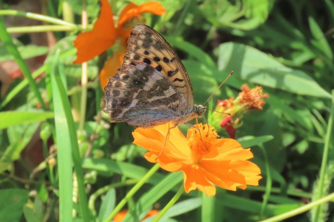 9月27日、午前9時45分過ぎに川越市の森のさんぽ道へ蝶の観察に行きました。　朝晩の気温が20℃を切るようになり、最高気温も27℃くらいで秋らしくなり森の散策も快適になりました。　真夏時に比べて蝶の種類及び数が変化しています。サトキマダラヒカゲが殆ど見られなくなり、その代わり、ヒカゲチョウがかなり見られます。　アカボシゴマダラについても同様にかなり減ってきました。　シロチョウ関連では真夏時に比べて増えてきました。　本日はキバナコスモスでミドリヒョウモンがかなり見られました。　ツマグロヒョウモンと同じくらいに見られました。　クロコノマチョウも相変わらず樹液が出ているクヌギの樹にいました。　森の中の各地帯での様子は以下の通りです。<br />①樹液が出ているクヌギの樹に止まっている蝶は・・・ヒカゲチョウ、アカボシゴマダラ、ルリタテハ、クロコノマチョウ<br />②森の中の畑地で見られた蝶は・・ミドリヒョウモン、ツマグロヒョウモン、キアゲハ、キタテハ、ヒメアカタテハ、モンシロチョウ、モンキチョウ、イチモンジセセリ、ヤマトシジミ<br />③森の中の雑草地帯で見られた蝶は・・コミスジ、イチモンジチョウ、キチョウ、ヤマトシジミ、ヒカゲチョウ<br /><br /><br />*写真はキバナコスモスに止まっているミドリヒョウモンの♀