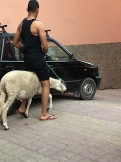 犠牲祭の名前すら知らなかった・・・街にあふれかえる羊の数は尋常じゃない・・・何かある・・・<br /><br />偶然、モロッコのフェズでその日を迎えた。年に一度、生贄を捧げる大祭！<br /><br />アッラーへ『羊』を捧げる・・・この神聖な祭りで街にはどんどん羊が増える。「メェェー」「グエエェ～」と羊の鳴き声があちこちから上がる。<br /><br />そして『その日』・・・店は閉ざされ、最後の鳴き声をあげて・・静かになった。<br /><br />閲覧注意の画像あります。<br /><br /><br /><br />