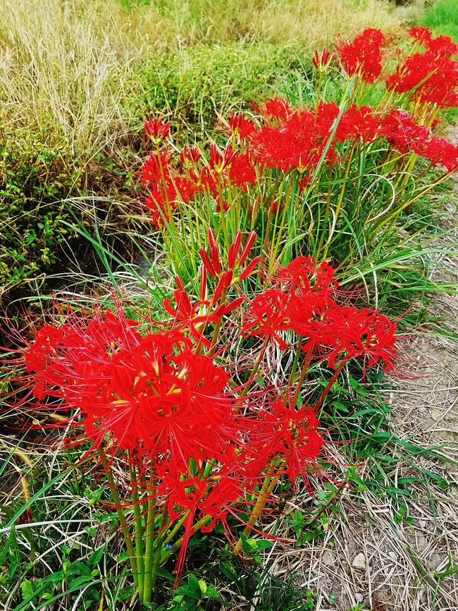 駅に向かう途中<br />今年も綺麗に咲いた曼珠沙華を携帯カメラに撮っていたら、とても穏やかで優しい声の御老人から声をかけていただき、お花の話しを色々教えて頂きました。<br />このサイトも、お名刺をいただいて知ることが出来ました。<br /><br />お花が繋ぐ素敵な出会いでした。<br /><br />