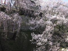 高遠コヒガン桜と高田夜桜！信越桜７景めぐりのバスツァー