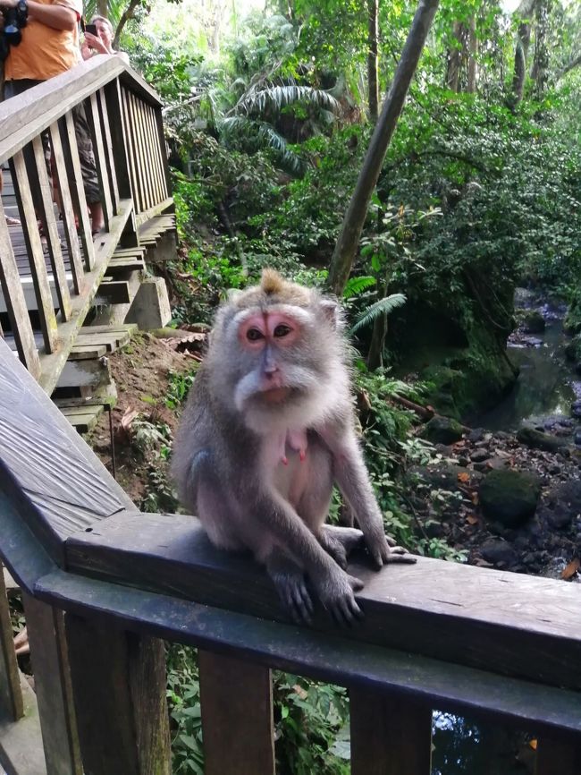 (7日目 お猿とウッキッキ～)この夏 2回目のバリ島 とにかくのーんびり…ゆ～っくり