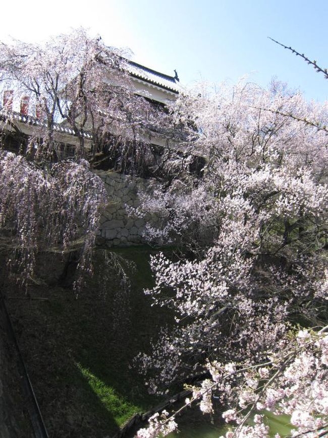 高遠コヒガン桜と高田夜桜 信越桜７景めぐりのバスツァー 上田 長野県 の旅行記 ブログ By Urufeeさん フォートラベル