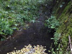 木天蓼の実を求めての里山歩き