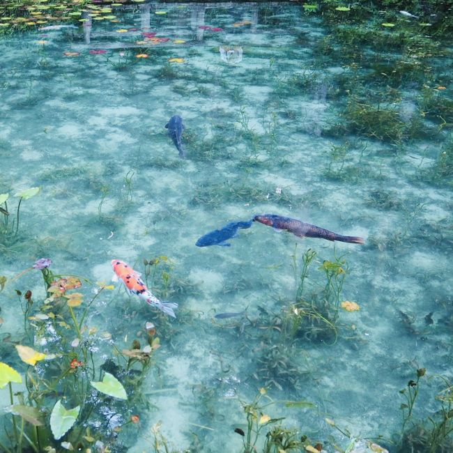 秋を感じつつもまだ夏を忘れたくない。<br />まだ水と触れあえる季節の今、清々しい川がある岐阜へ行こう。<br />行きたかったのは、モネの池、元祖流しそうめん、鮎の塩焼き。<br />どれも綺麗な水が欠かせない。<br />今回は水（と美味しいもの）がテーマの旅。