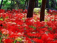常盤平-2　祖光院　ヒガンバナの名所　満開！ ☆赤/白花の群生・黄/ピンク珍種も咲き揃い