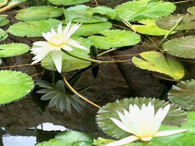 深大寺周辺癒しの散歩