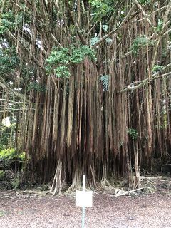 2019年9月 大人4人の詰め込みハワイ島旅 ②カウマナ洞窟～宿