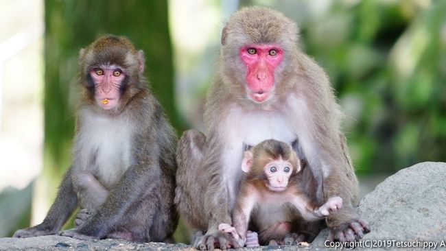 中津からあげに豊後サバ 高崎山ではボス猿に挨拶 大分県の旅行記 ブログ By さるひこさん フォートラベル