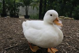 ＪＡＬで行く海の見えるリゾートホテル３連泊（４日間）沖縄で過ごす夏の思い出滞在中レンタカー付き（４）