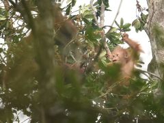 クチン (マレーシア) 旅行 ~オラウータンに会いに行く旅 ~ ② セメンゴワイルドライフリハビリテーションセンター 