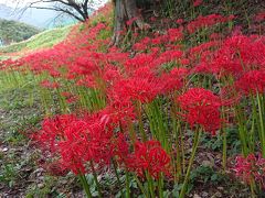 今年も大山日向地区の彼岸花を見に行きました