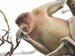 クチン (マレーシア) 旅行 ~オラウータンに会いに行く旅 ~ ③ バコ国立公園 テングザルに会いに