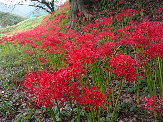 今年も大山日向地区の彼岸花を見に行きました