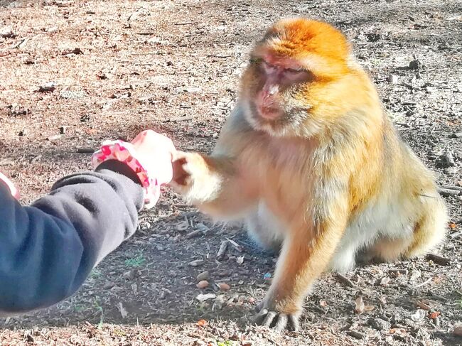 美女と野獣 アズルー森のモロカン魔法 アダルト娘と旅するモロッコ 5 Ifran Azrou Midelt アズルー モロッコ の旅行記 ブログ By ウェンディさん フォートラベル