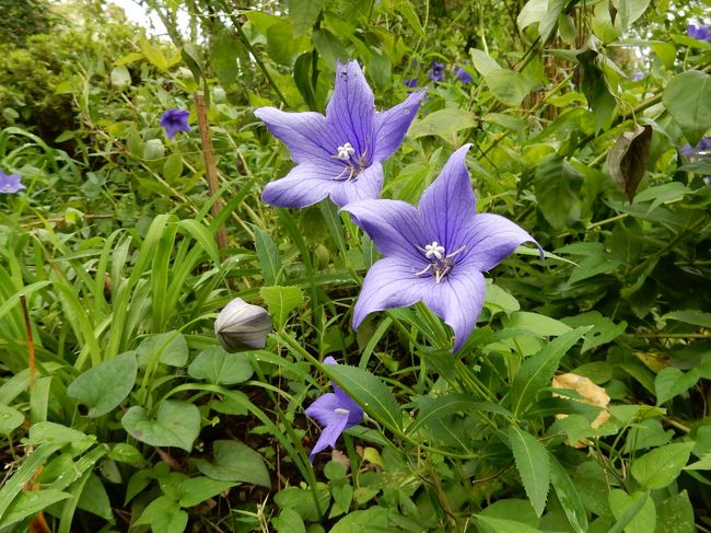 秋分の日、秋晴れとはいきませんでしたが、下町の向島百花園~隅田川沿い~浅草へと歩いてきました。<br />☆向島百花園<br /> この庭は、1804年頃、佐原鞠塢(きくう)と云う粋人が当時の文人墨客の協力を得て梅を多く植えたことから「新梅屋敷」として創設したのが始まりとされている。 ・開園:昭和14.7.8 ・面積:10,885㎡ ・昭和53年に名勝、史跡に指定されている。(都公園協会レーフレットり)