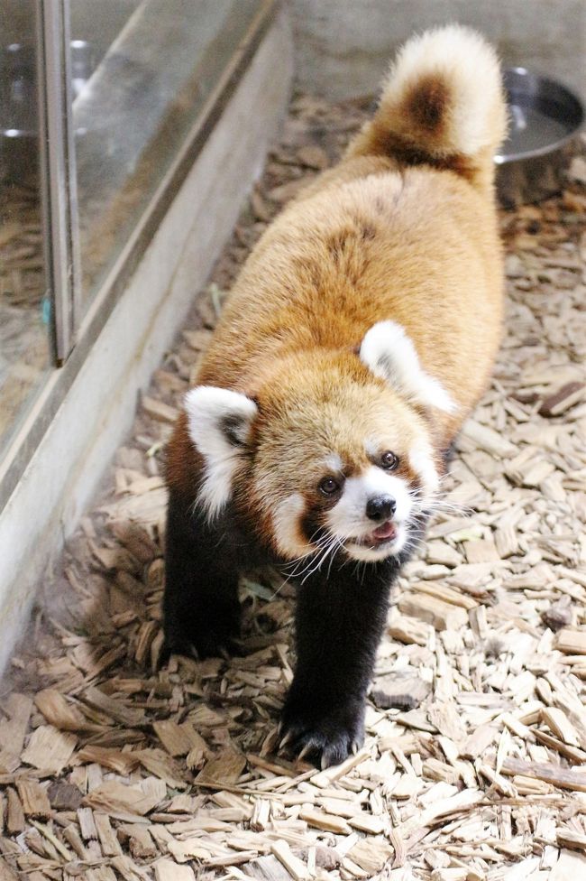 おつかれロンくん９月の茶臼山動物園 ２ レッサーパンダ特集 ロンくん見納め 思ったより元気だったヒビカル 屋外パンダが見られたぎりぎり気候 篠ノ井 長野県 の旅行記 ブログ By まみさん フォートラベル