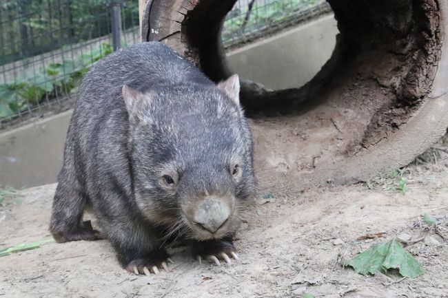 おつかれロンくん９月の茶臼山動物園 ３ やっと会えたビントロングのシュートくん モモコちゃんが寝ていて寂しげなウォンバットのウォレスくん他 篠ノ井 長野県 の旅行記 ブログ By まみさん フォートラベル